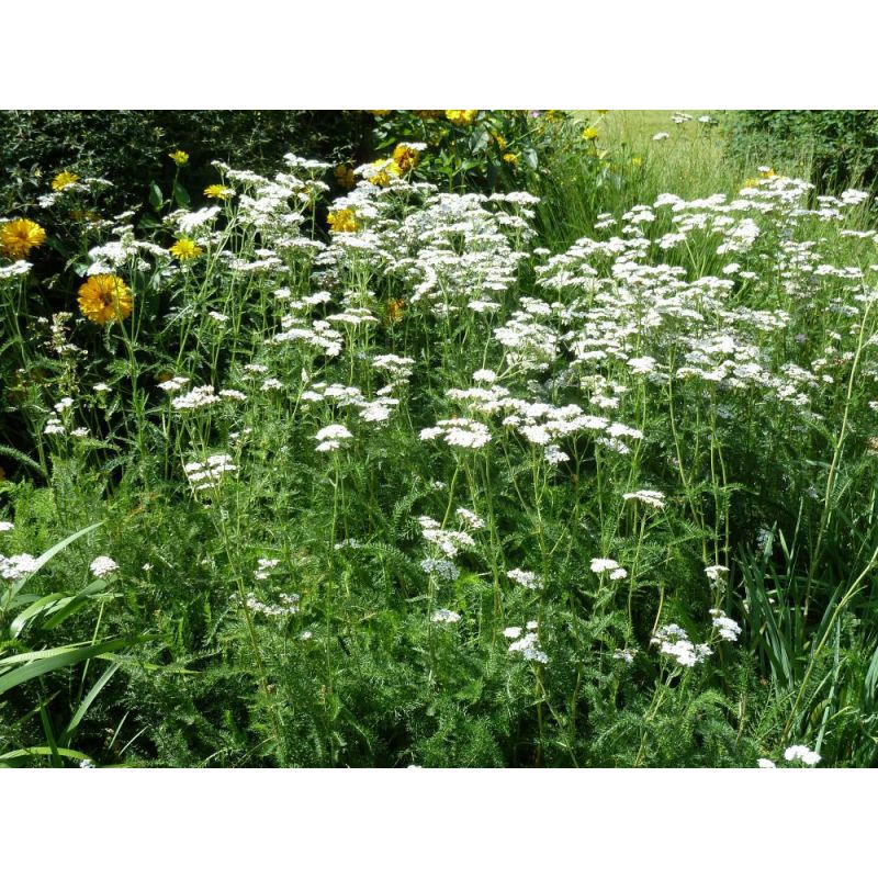 Achillea millefolium - 6 stuks