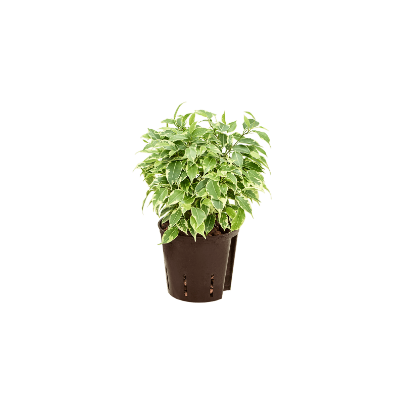 Ficus Benjamina Mini Francis