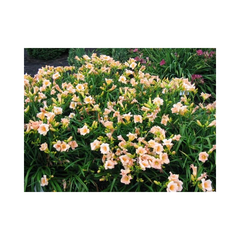 Hemerocallis Mini Pearl - 6 stuks