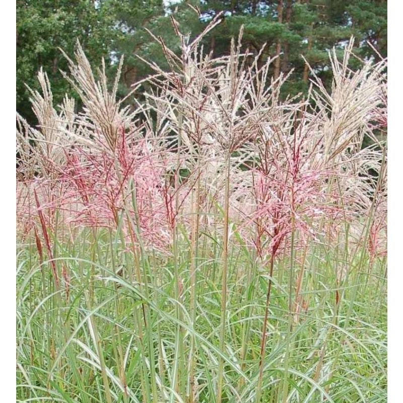 Miscanthus Ferner Osten - 6 stuks