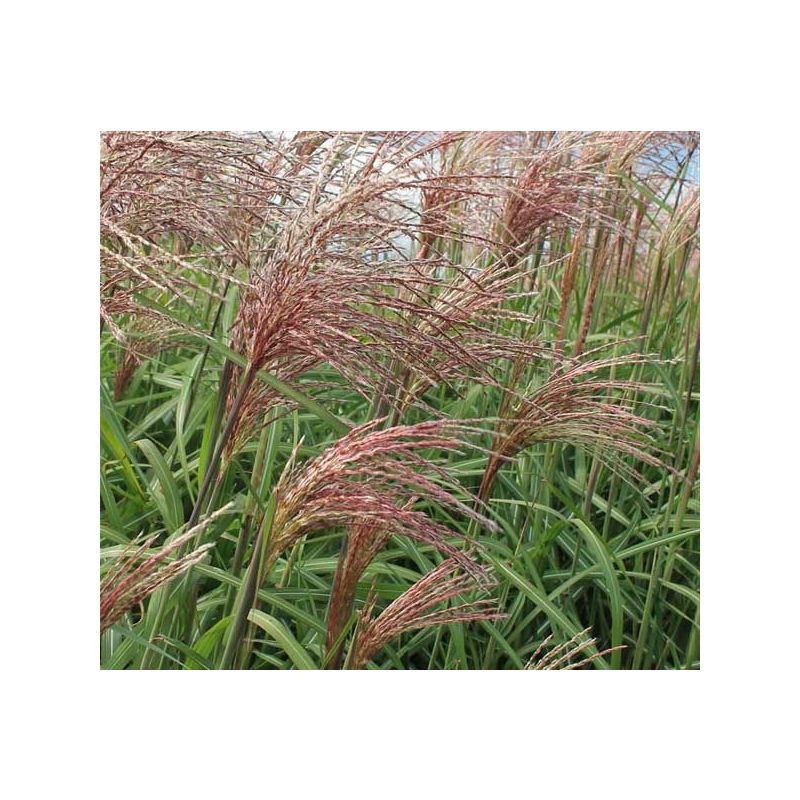 Miscanthus Flamingo - 6 stuks