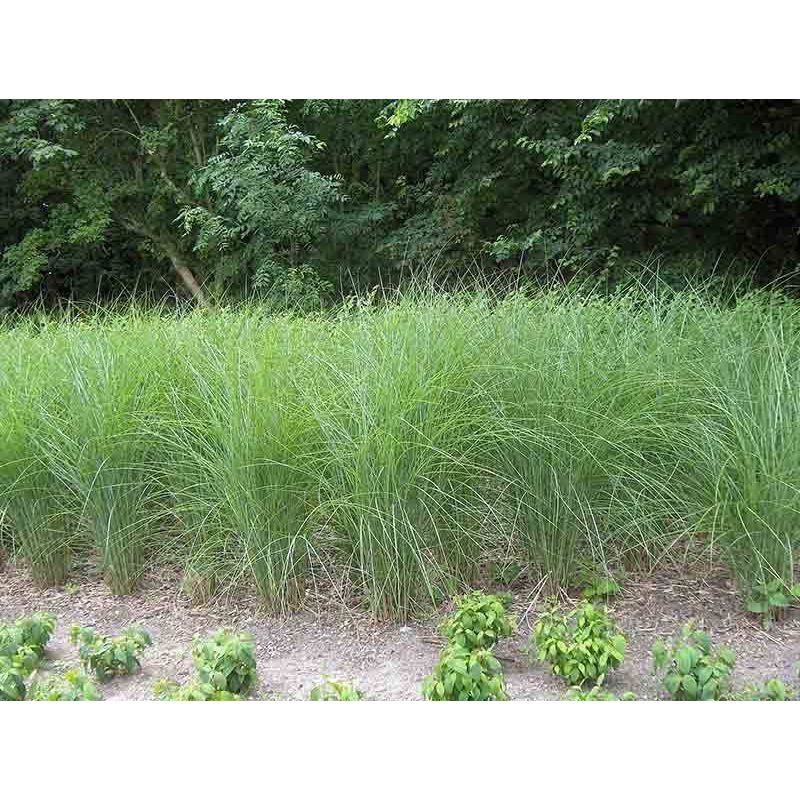 Miscanthus Gracillimus - 6 stuks