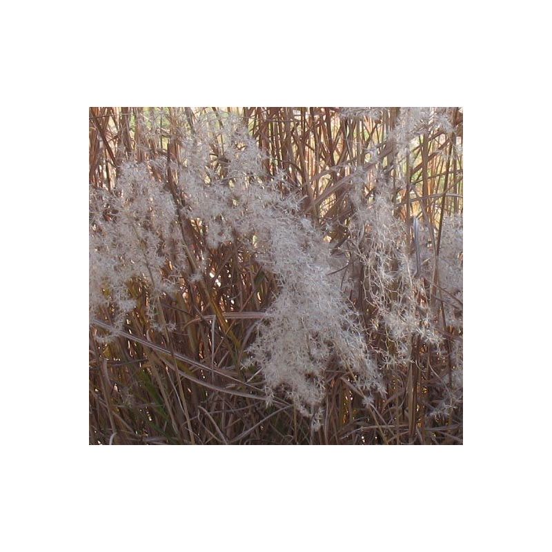 Miscanthus Graziella - 6 stuks