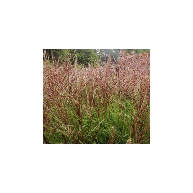 Miscanthus Silberspinne - 6 stuks