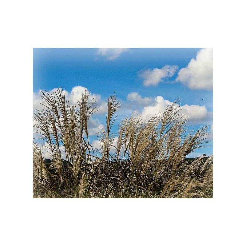 Miscanthus Malepartus - 6 stuks