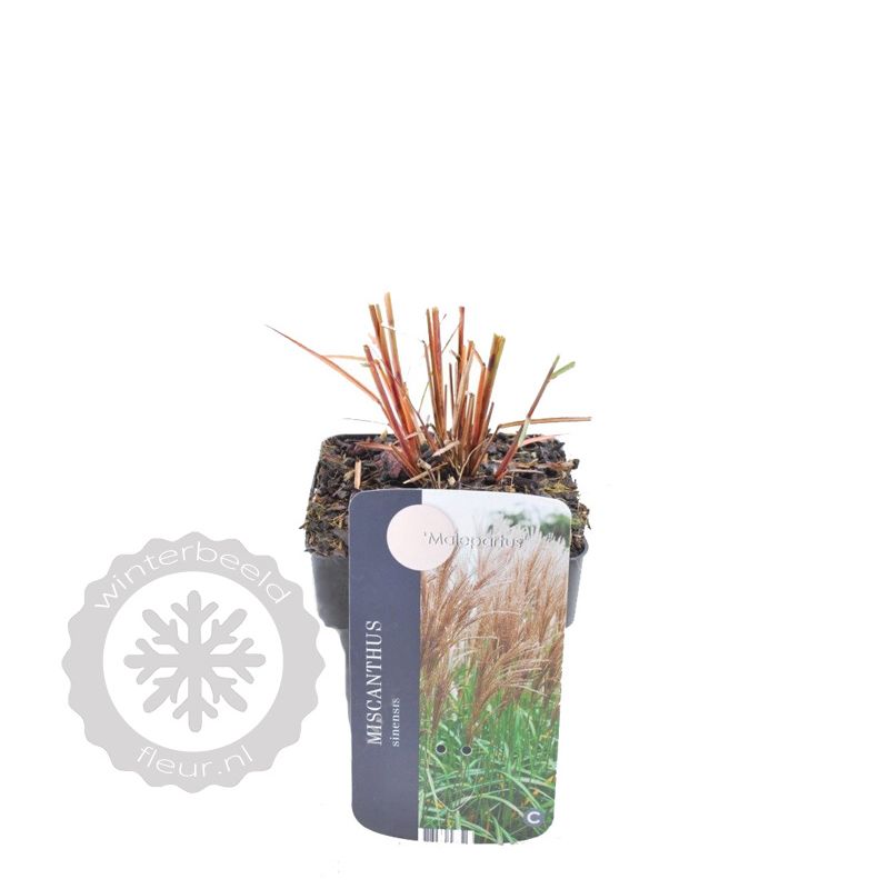 Miscanthus Malepartus - 6 stuks