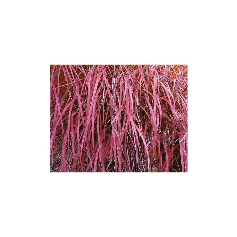 Miscanthus Roter Pfeil - 6 stuks