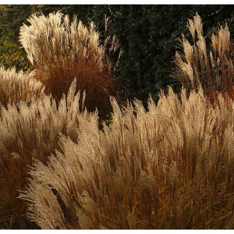 Miscanthus sinensis - 6 stuks