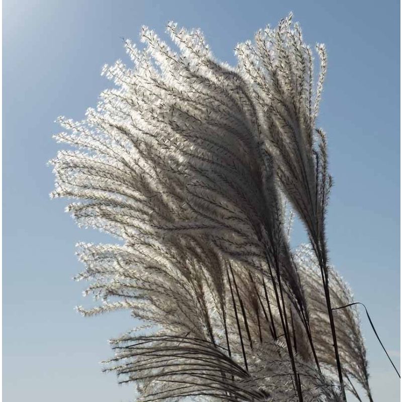 Miscanthus Silberfeder - 6 stuks