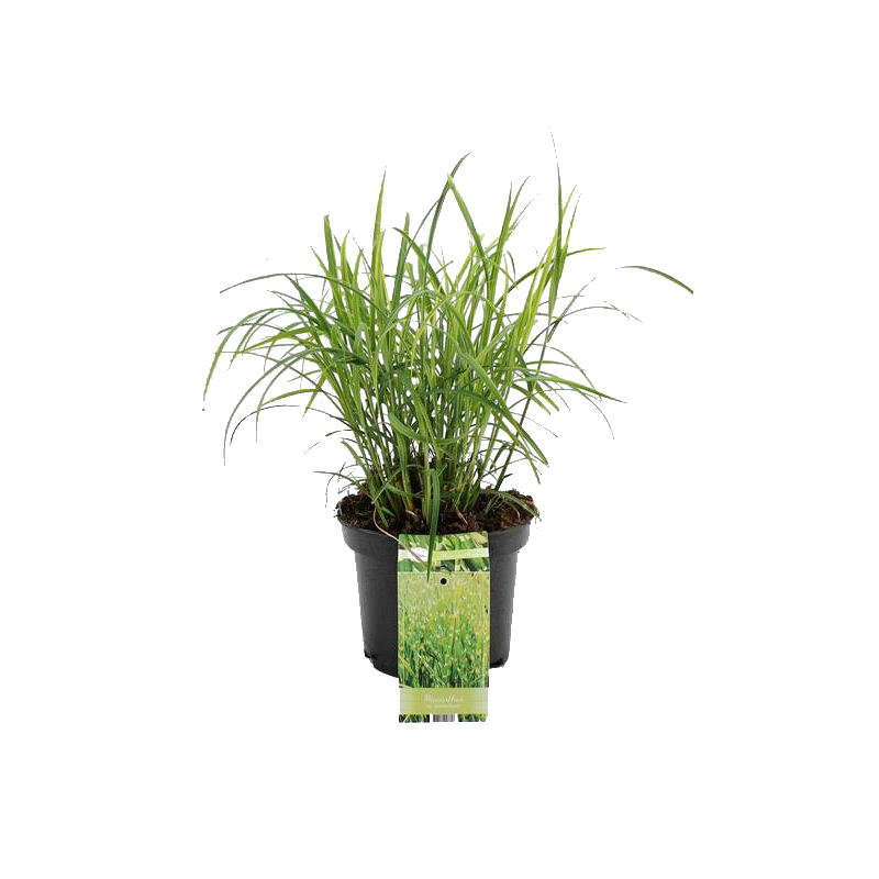 Miscanthus Silberfeder - 6 stuks