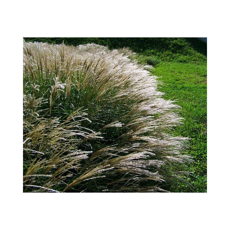 Miscanthus Herman Mussel - 6 stuks