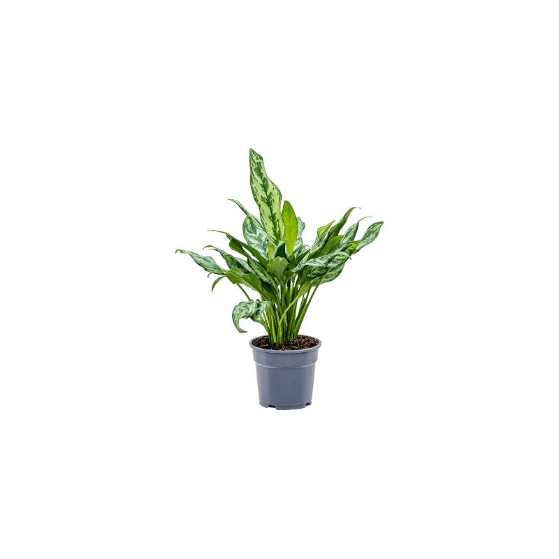 Aglaonema Miss Julliette