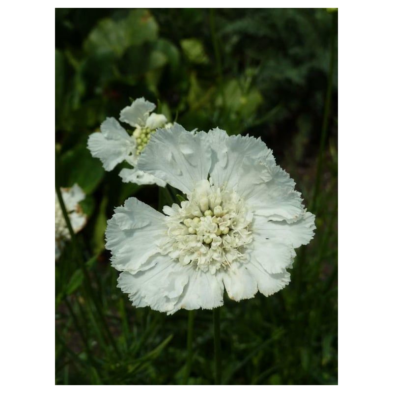 Scabiosa Miss Willmott - 6 stuks