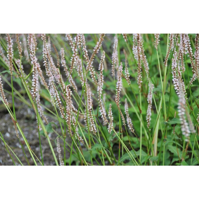 Persicaria Pink Mist - 6 stuks