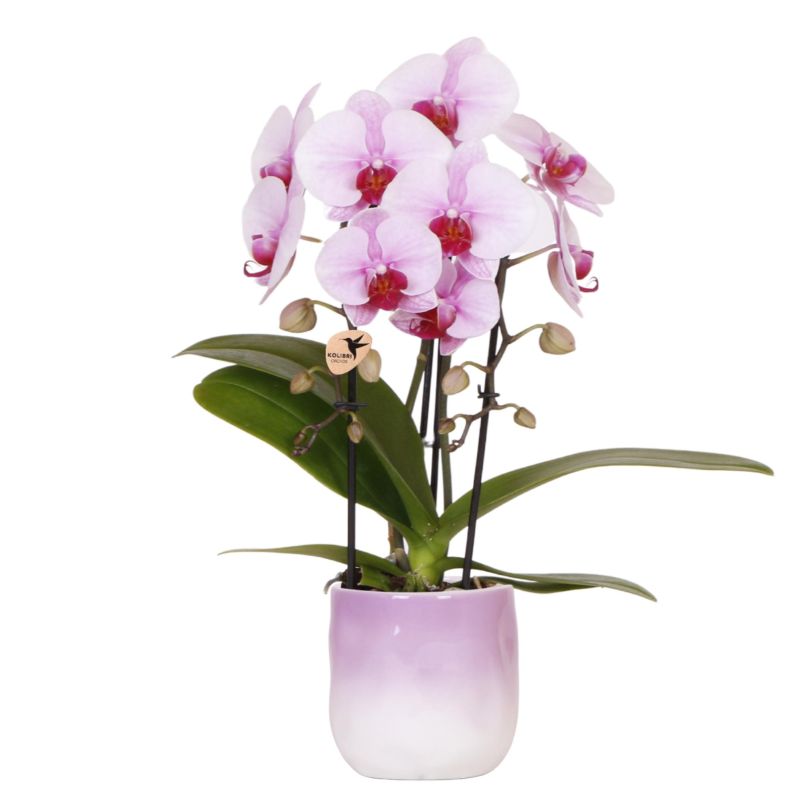 Orchidee in Misty Lilac 