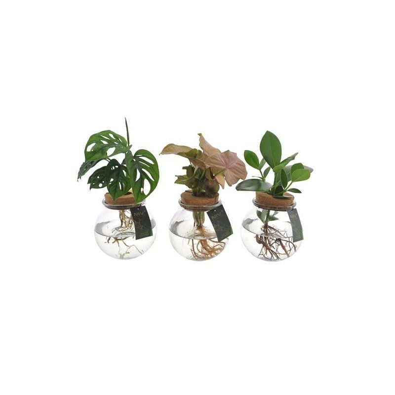 Mix plantjes in bolglas - set van 3 stuks