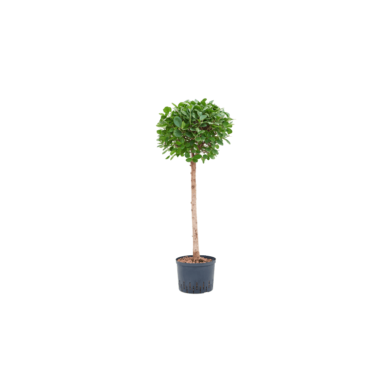 Ficus Microcarpa Moclame op stam 