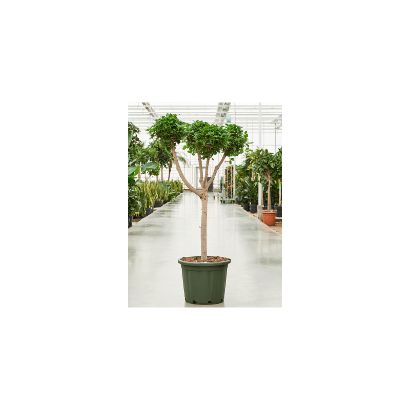 Ficus Microcarpa Moclame pon pon