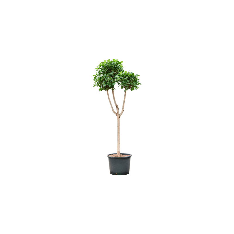 Ficus Microcarpa Moclame pon pon