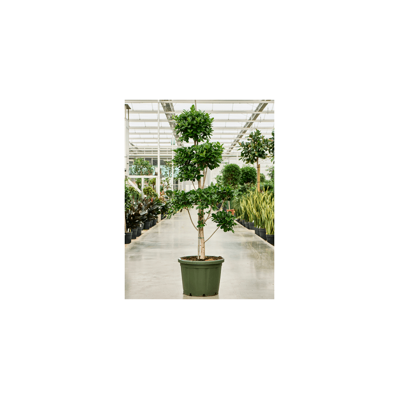 Ficus Microcarpa Moclame pon pon