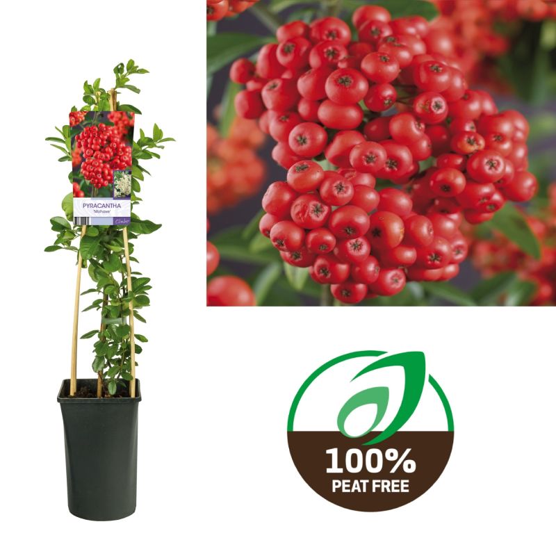 Pyracantha Mohave