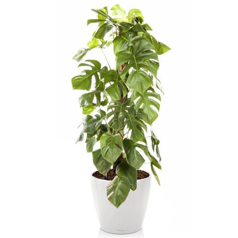 Monstera Deliciosa mosstok in watergevende Classico wit