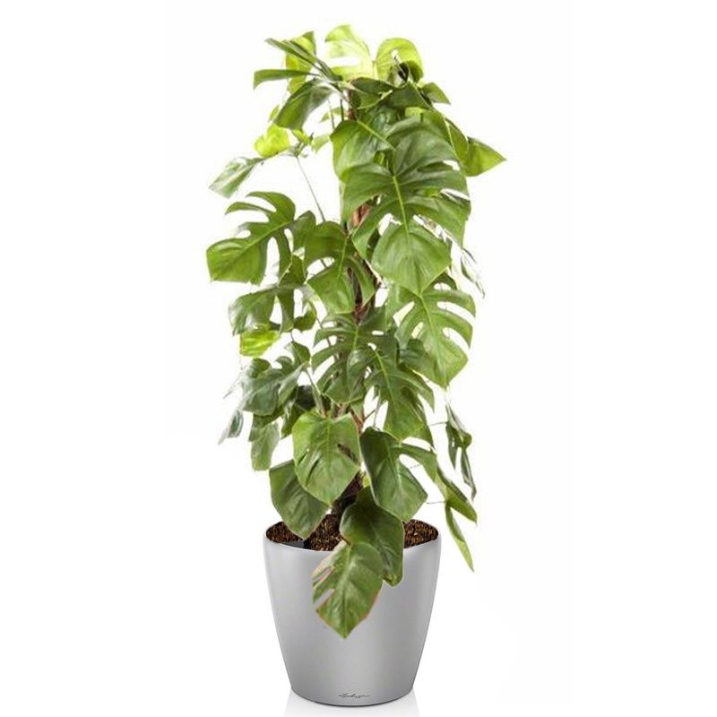 Monstera Deliciosa mosstok in watergevende Classico zilver