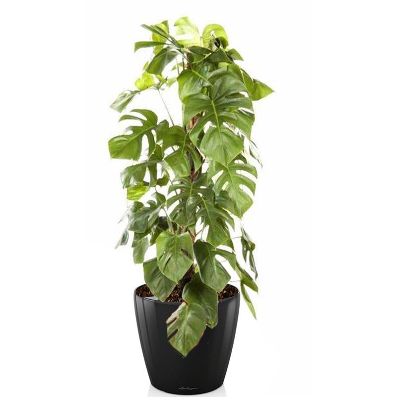 Monstera Deliciosa mosstok in watergevende Classico zwart