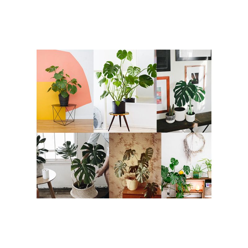 Monstera Deliciosa in Soft wit