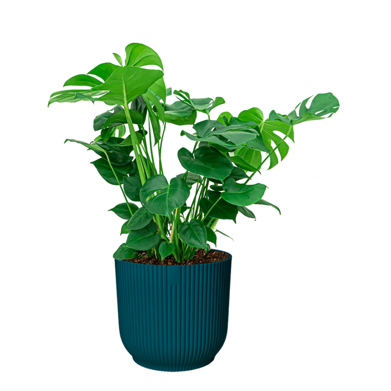 Monstera Deliciosa in Vibes blauw