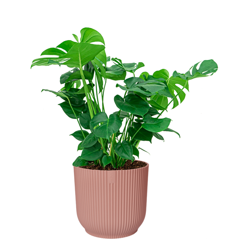 Monstera Deliciosa in Vibes roze