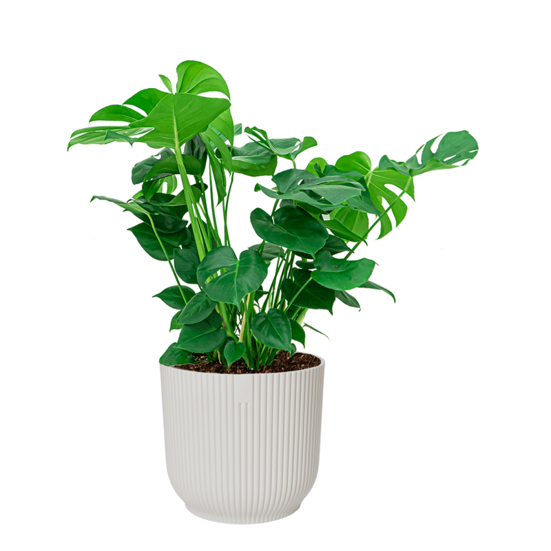 Monstera Deliciosa in Vibes wit