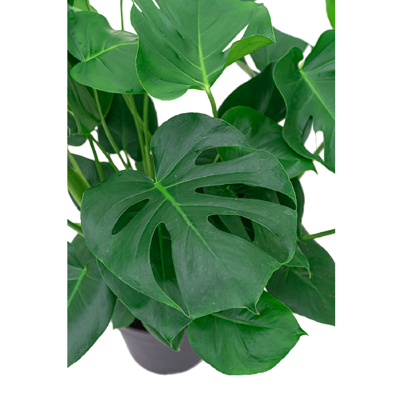 Monstera Deliciosa in Bohemian Bamboo Zayn 