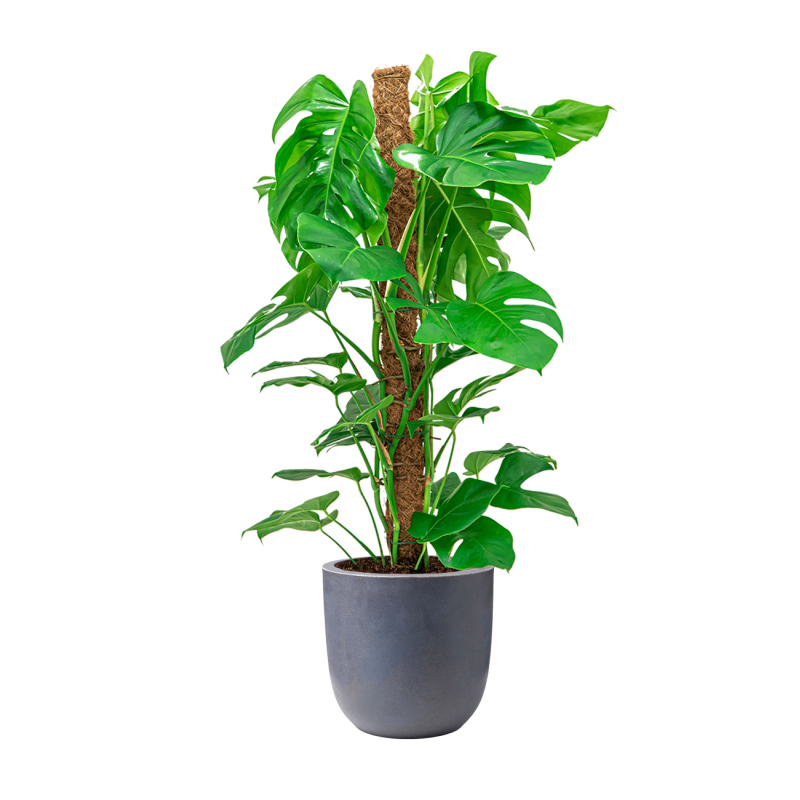 Monstera Deliciosa mosstok in Urban Smooth Egg Planter grijs