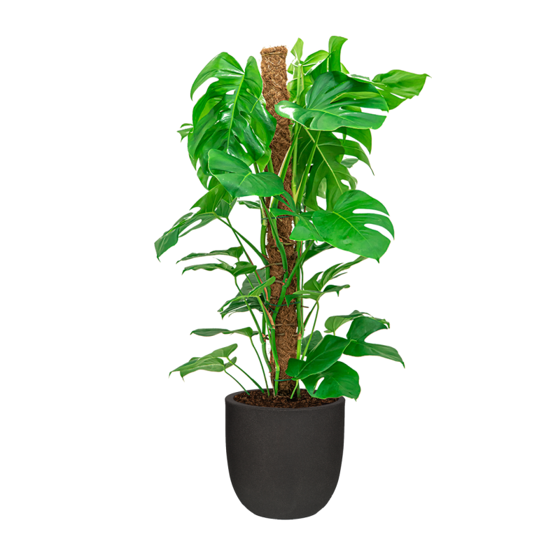 Monstera Deliciosa mosstok in Urban Smooth Egg Planter zwart