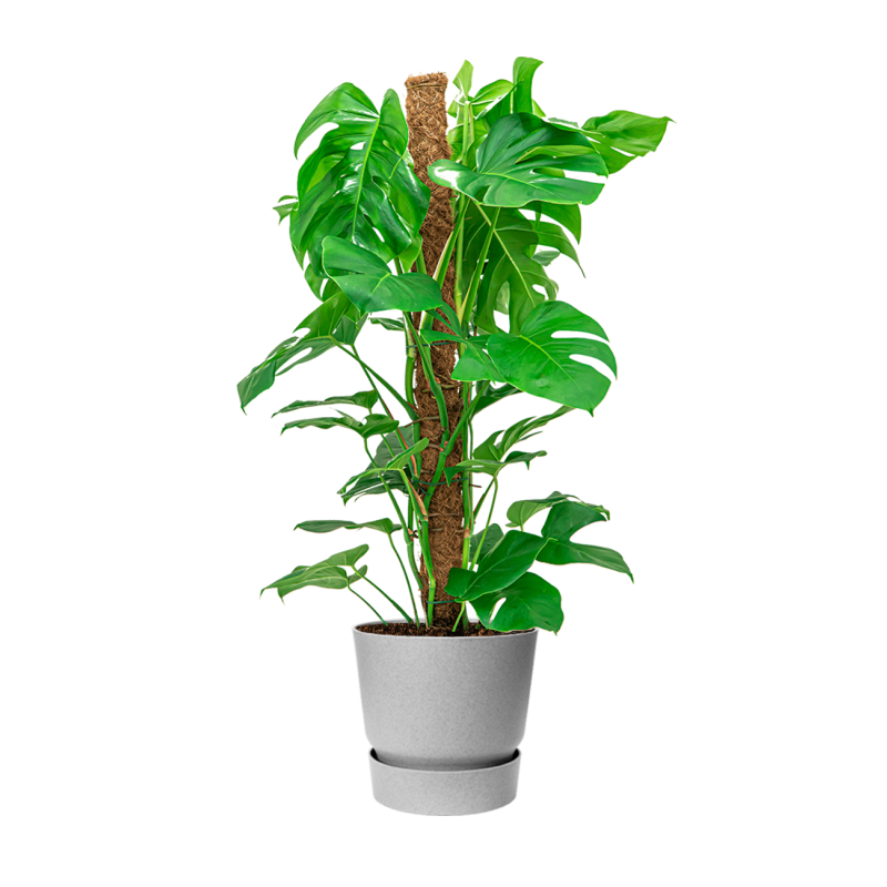 Monstera Deliciosa mosstok in Greenville grijs