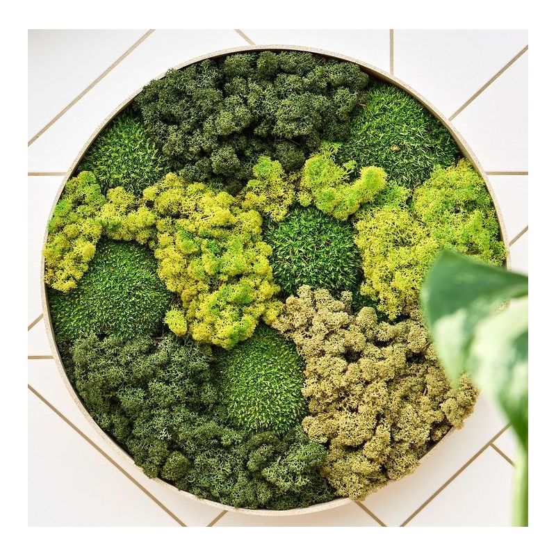 Mosschilderij rond 30% Bolmos 70% Platmos Antraciet Frame