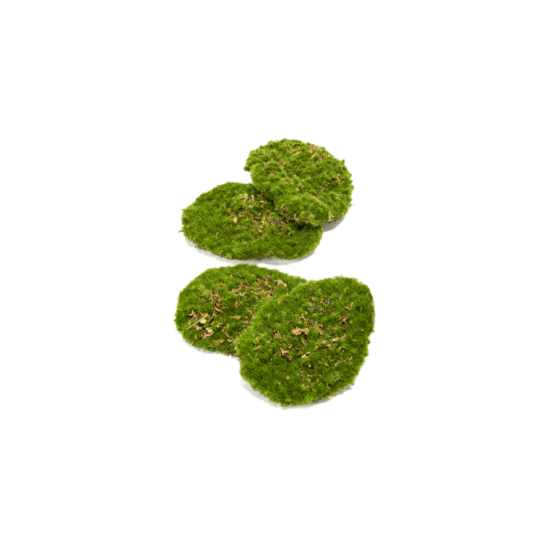 Moss Plate - kunst plantenwand