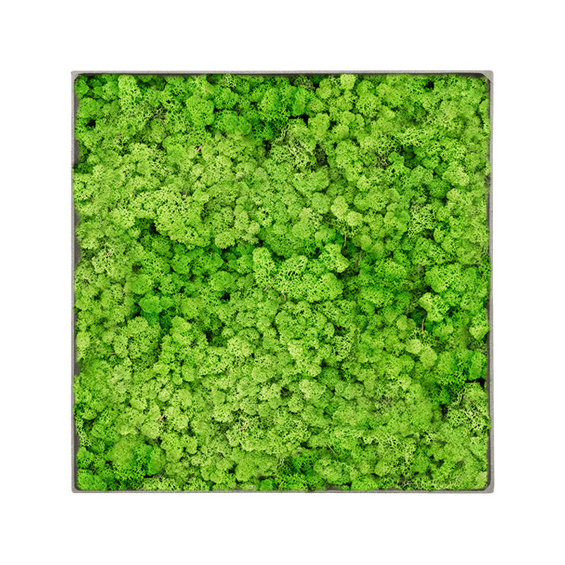 Mosschilderij vierkant 100% Rendiermos Licht Grasgroen Grey Frame