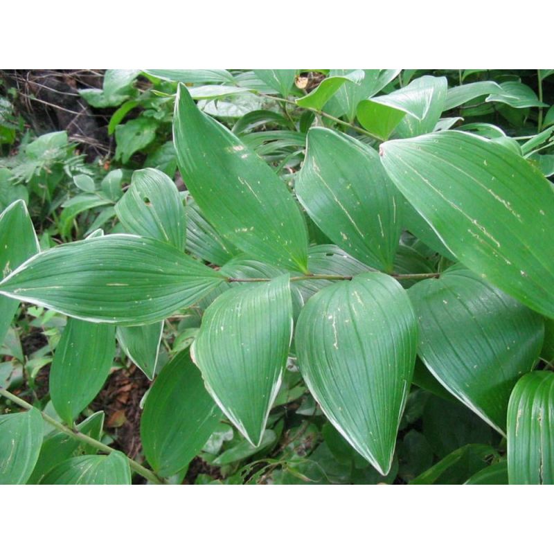 Polygonatum Variegatum - 6 stuks