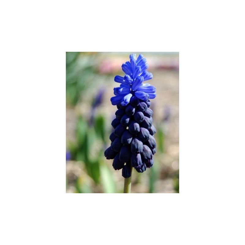 Muscari Latifolium