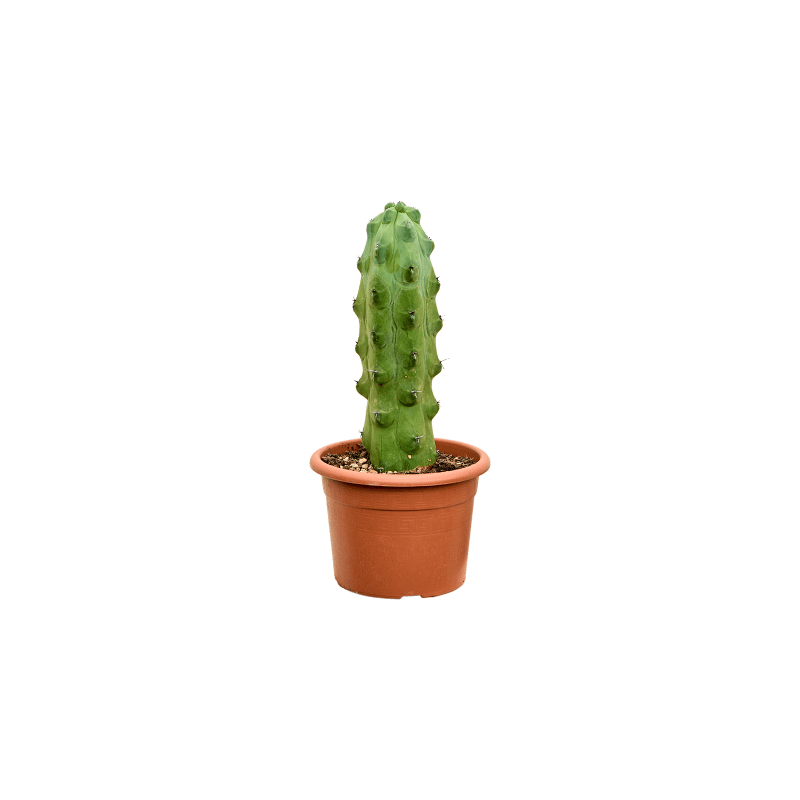 Murtillocactus fukurokuryuzinboku