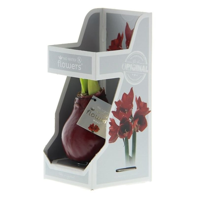 Amaryllis Wax Bordeaux in Giftbox