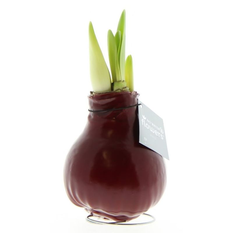 Amaryllis Wax Bordeaux in Giftbox