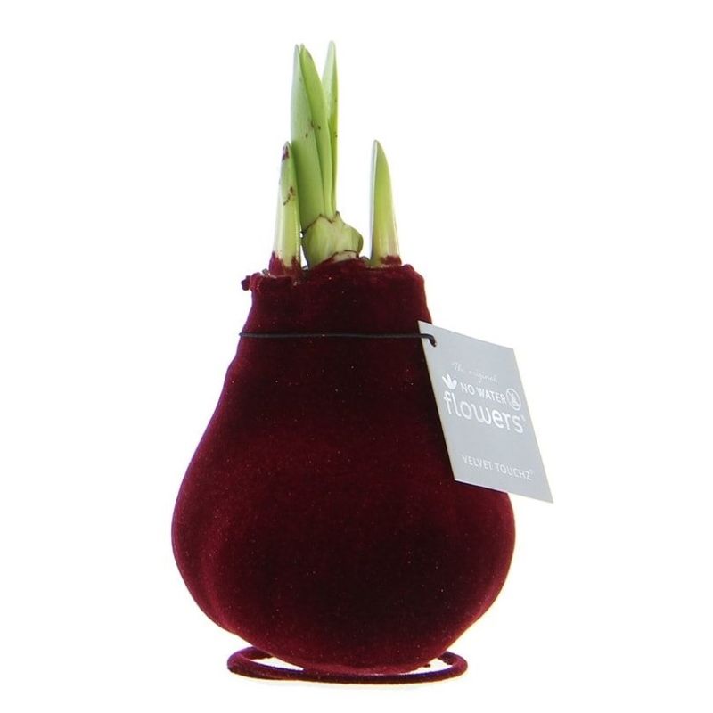 Amaryllis Velvet Bordeaux in Giftbox