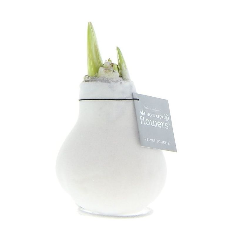 Amaryllis Velvet Wit in Giftbox