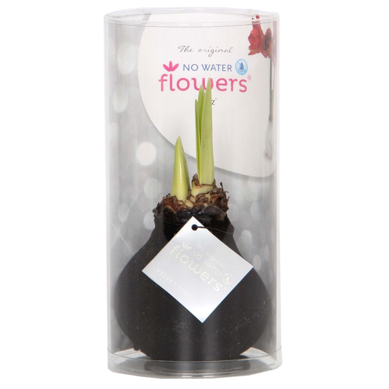 Amaryllis Velvet Zwart in Giftbox