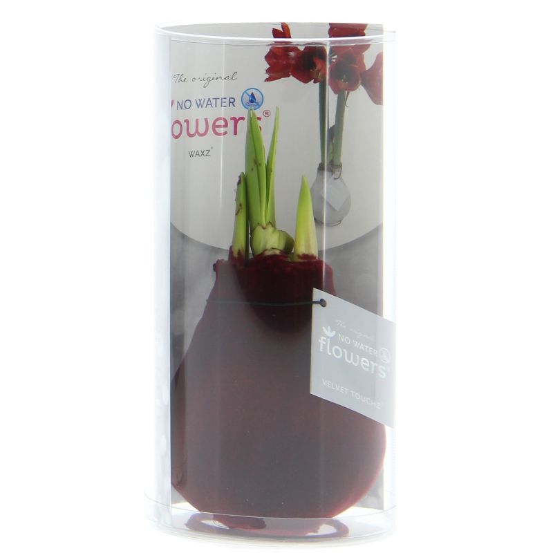 Amaryllis Velvet Bordeaux in Giftbox