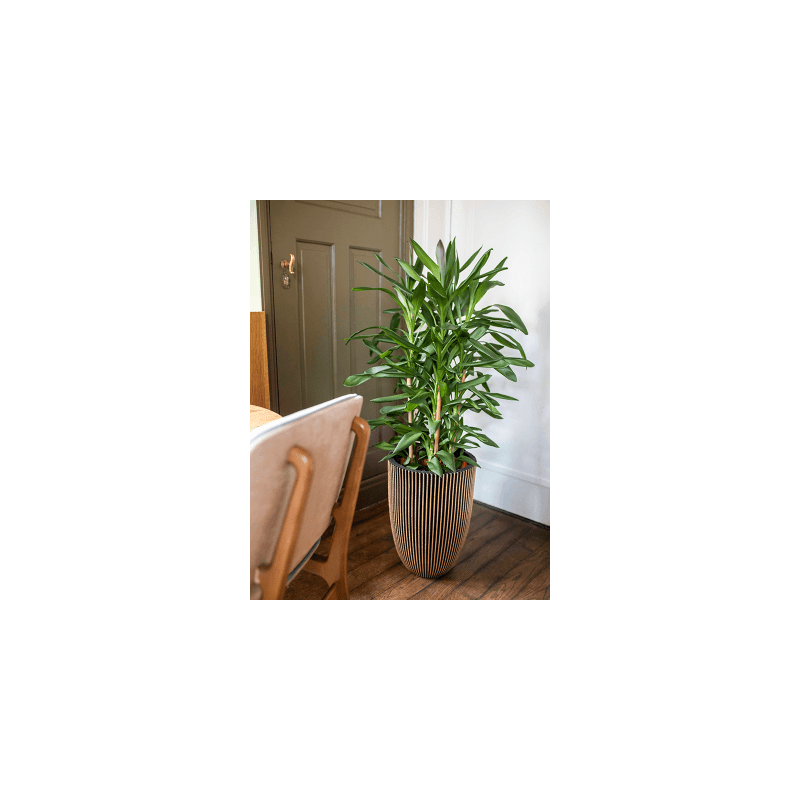 Capi Nature Groove Vase Goud