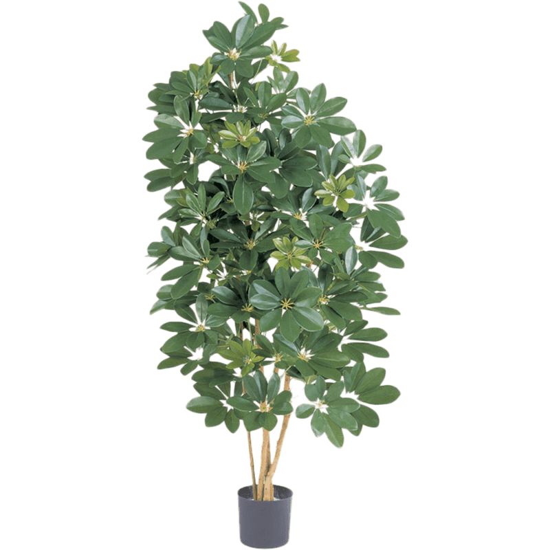 Schefflera - kunstplant